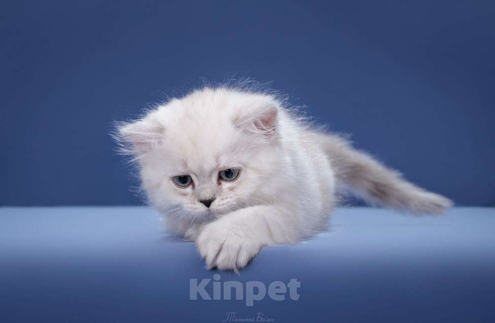 Кошки в Москве: Менуэт котенок Мальчик, 60 000 руб. - фото 1