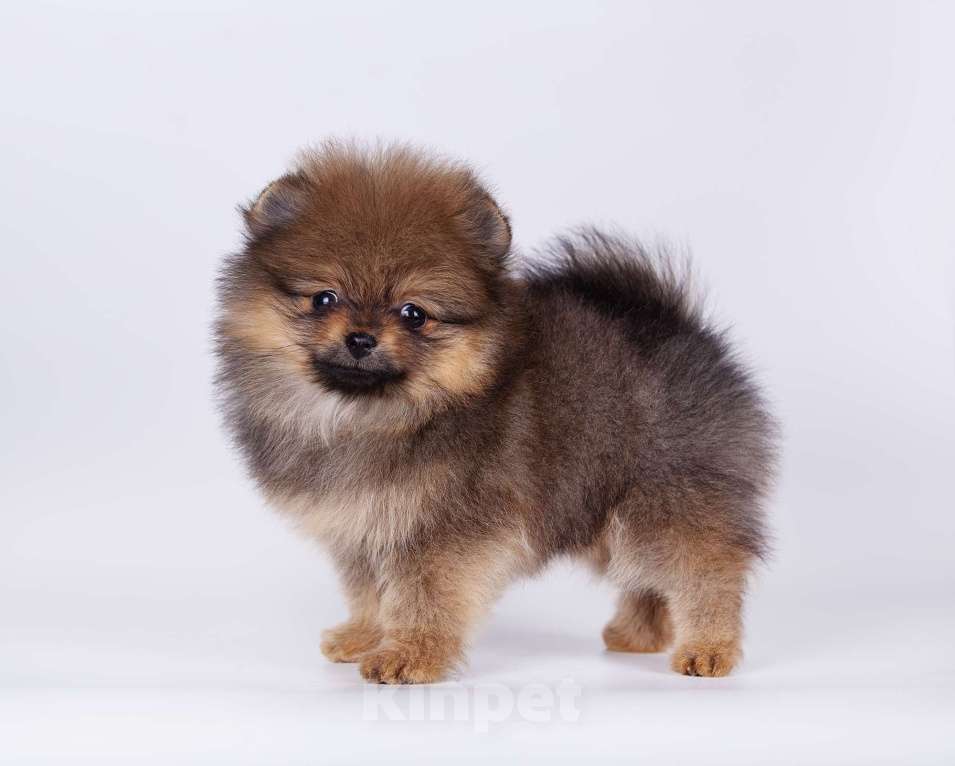 Собаки в Нижнем Новгороде: Миниатюрная девочка Девочка, 40 000 руб. - фото 1