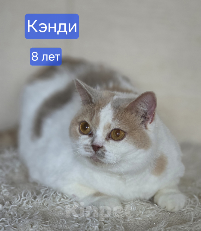 Кошки в других городах Самарской области: Британские кошки с родословной Девочка, 1 000 руб. - фото 6