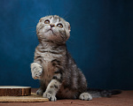 Кошки в Барнауле: Кошечка-фолд Ванда💖 Девочка, Бесплатно - фото 4