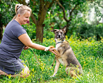 Собаки в Москве: Молодой небольшой пёсик Малой в добрые руки Мальчик, Бесплатно - фото 3