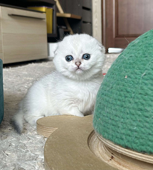 Серебристая шиншилла