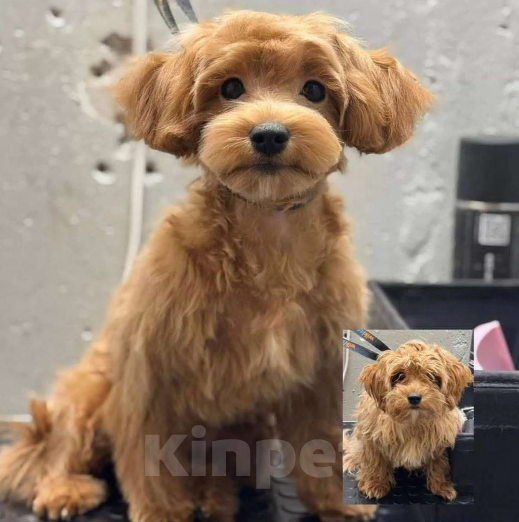 Собаки в Москве:  Мальтипу Мальчик, 45 000 руб. - фото 3