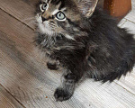 Кошки в Ветлуге: Котята Мейн-Кун, 7 000 руб. - фото 1