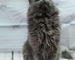 Кошки в Усинске: Кот, Бесплатно - фото 7