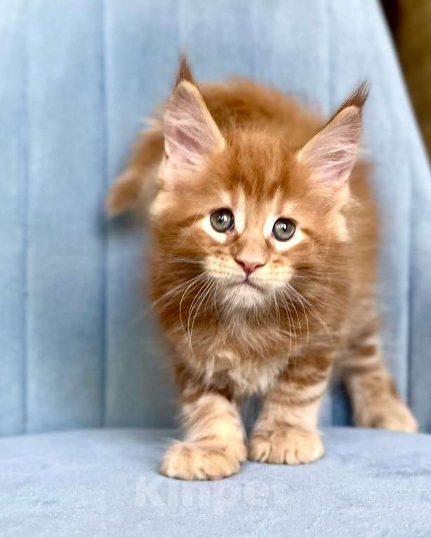 Кошки в Санкт-Петербурге: Мальчик Кинг Мальчик, 70 000 руб. - фото 1
