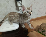 Кошки в Челябинске: Бенгальский котенок (девочка), окрас сепия Девочка, Бесплатно - фото 1