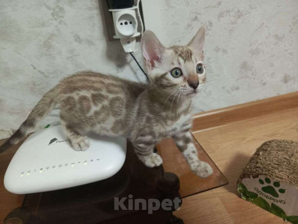 Кошки в Челябинске: Бенгальский котенок (девочка), окрас сепия Девочка, Бесплатно - фото 1
