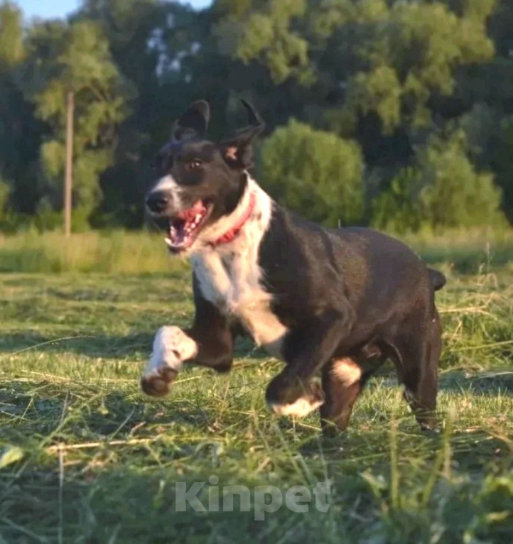Собаки в Рязани: Зита - метис дратхаара. Девочка, Бесплатно - фото 2