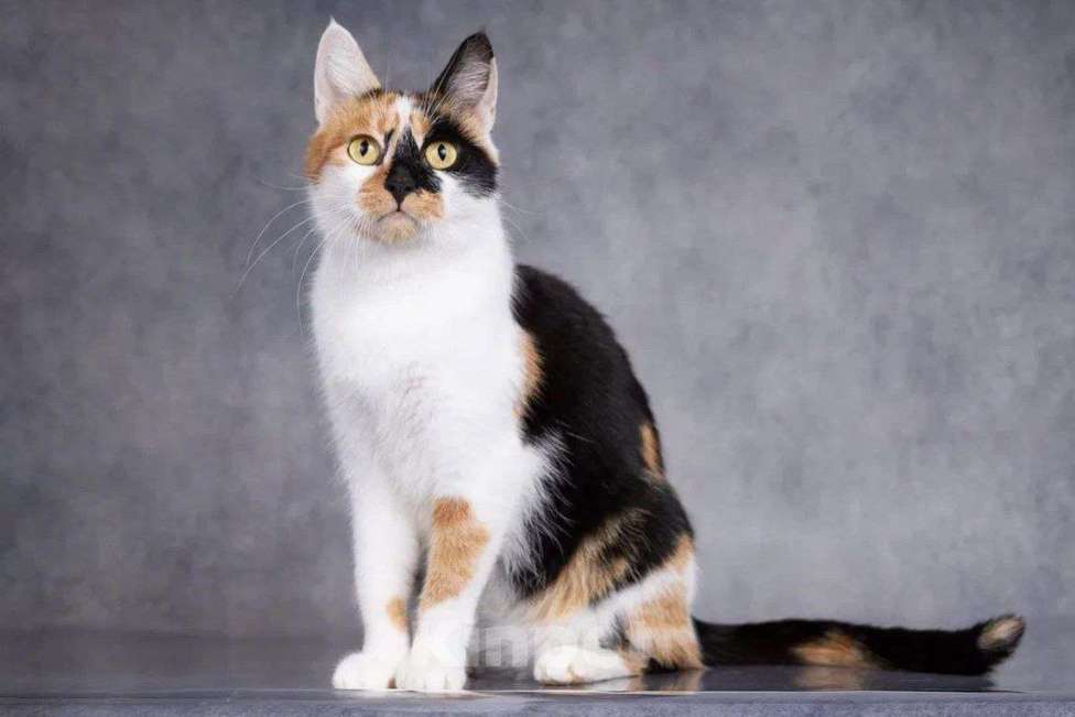 Кошки в Москве: Трехцветная кошечка Лиза ищет дом  Девочка, Бесплатно - фото 3