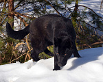 Собаки в Москве: Чёрная немецкая овчарка, крови ГДР. Девочка, Бесплатно - фото 2