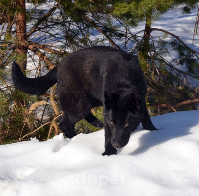 Собаки в Москве: Чёрная немецкая овчарка, крови ГДР. Девочка, Бесплатно - фото 2