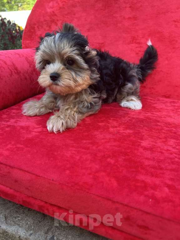 Собаки в других городах Московской области: Серый Мальчик, 35 000 руб. - фото 3