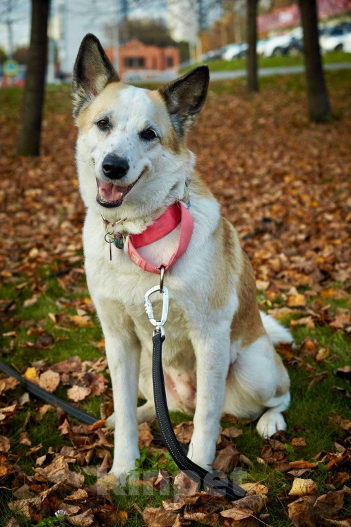 Собаки в Москве: Веселая Берта ищет дом Девочка, Бесплатно - фото 6