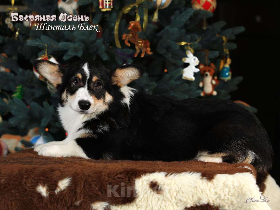 Собаки в других городах Московской области: Щенки вельш корги пемброк Девочка, 70 000 руб. - фото 3