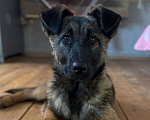 Собаки в Москве: Бельгийская овчарка,щенок в добрые руки  Девочка, Бесплатно - фото 1