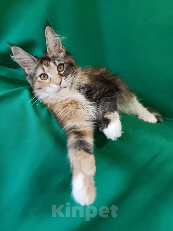 Кошки в других городах Владимирской области: Девочка мейн кун полидакт Девочка, Бесплатно - фото 1