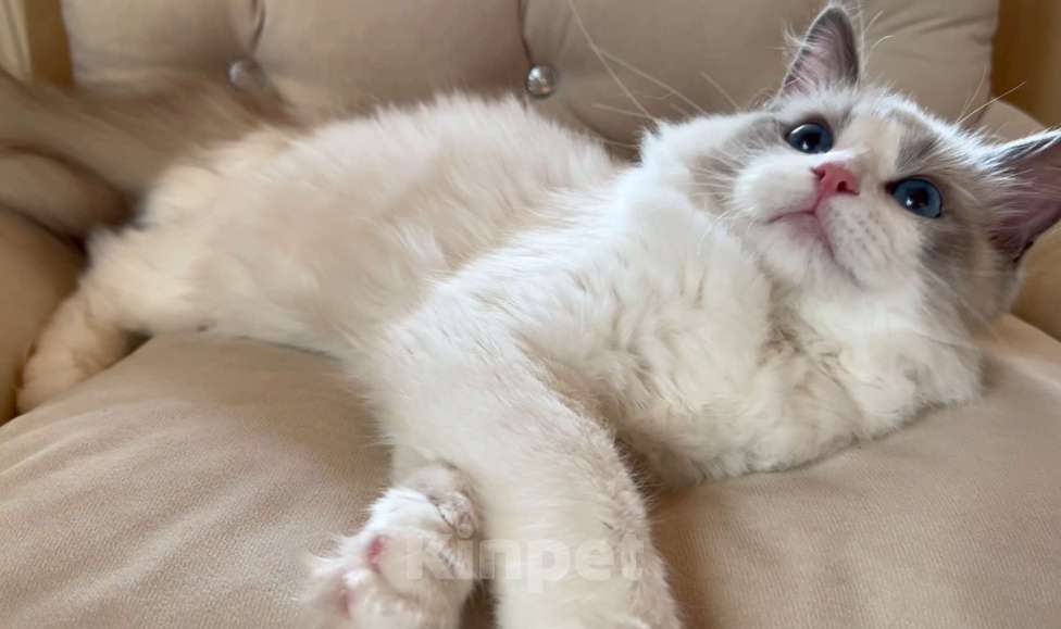 Кошки в других городах Московской области: Джастин Мальчик, 60 000 руб. - фото 2