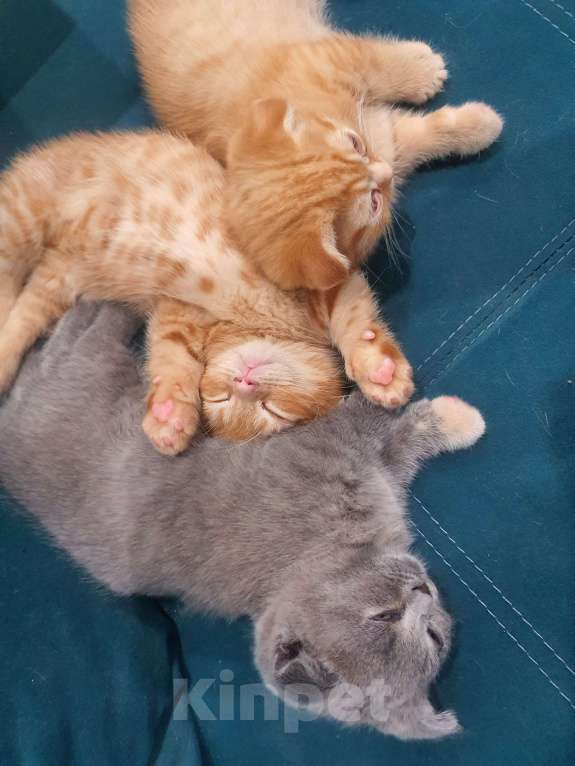 Кошки в Красноармейске: Мальчик Скотиш килт фолт Мальчик, 40 000 руб. - фото 3