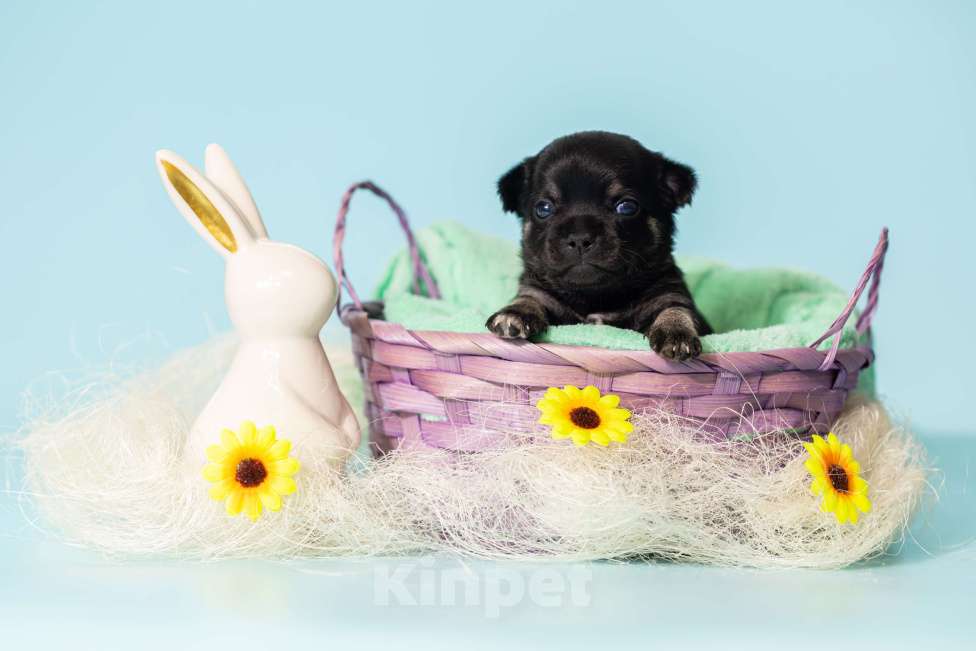 Собаки в Москве: Чихуахуа Мальчик, 50 000 руб. - фото 8