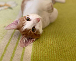 Кошки в Москве: Нереальный ласкун котенок Шурик Мальчик, 1 руб. - фото 2