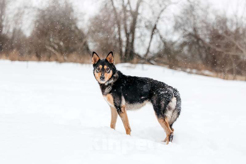 Собаки в Москве: Нежная и ласковая Дора с человеческим взглядом ищет дом Девочка, 1 руб. - фото 6