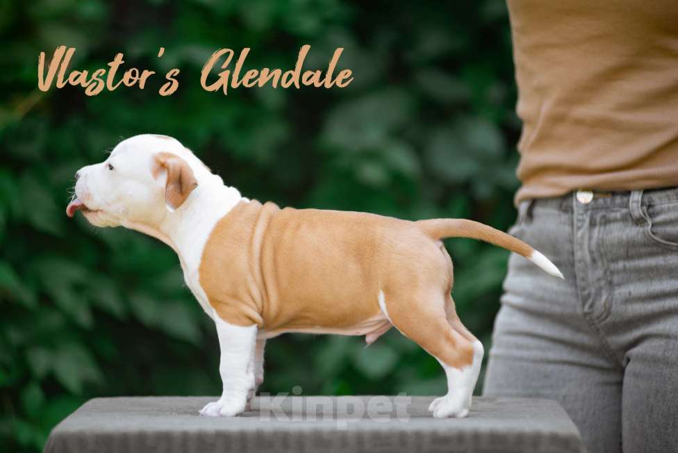 Собаки в Белгороде: Американский стаффордширский терьер  Мальчик, 50 000 руб. - фото 3