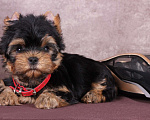 Собаки в Люберцах: Йоркширский терьер курносый  Юджет Мальчик, 50 000 руб. - фото 7