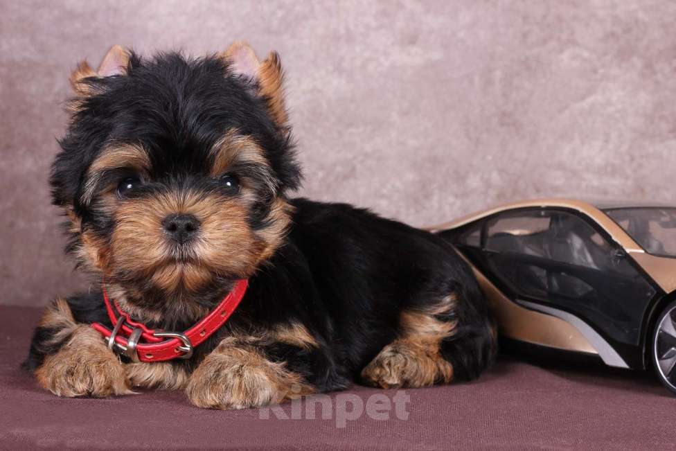 Собаки в Люберцах: Йоркширский терьер курносый  Юджет Мальчик, 50 000 руб. - фото 7