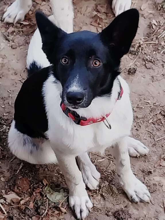 Собаки в Москве: Белые щенки Пират и Ёка в добрые руки Мальчик, 1 руб. - фото 2