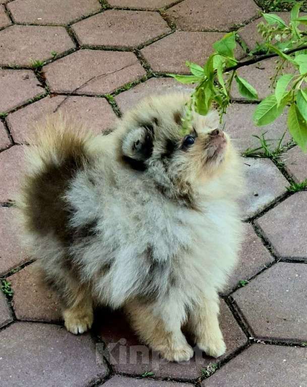 Собаки в других городах Московской области: Померанский шпиц мраморный окрасный Мальчик, 30 000 руб. - фото 4