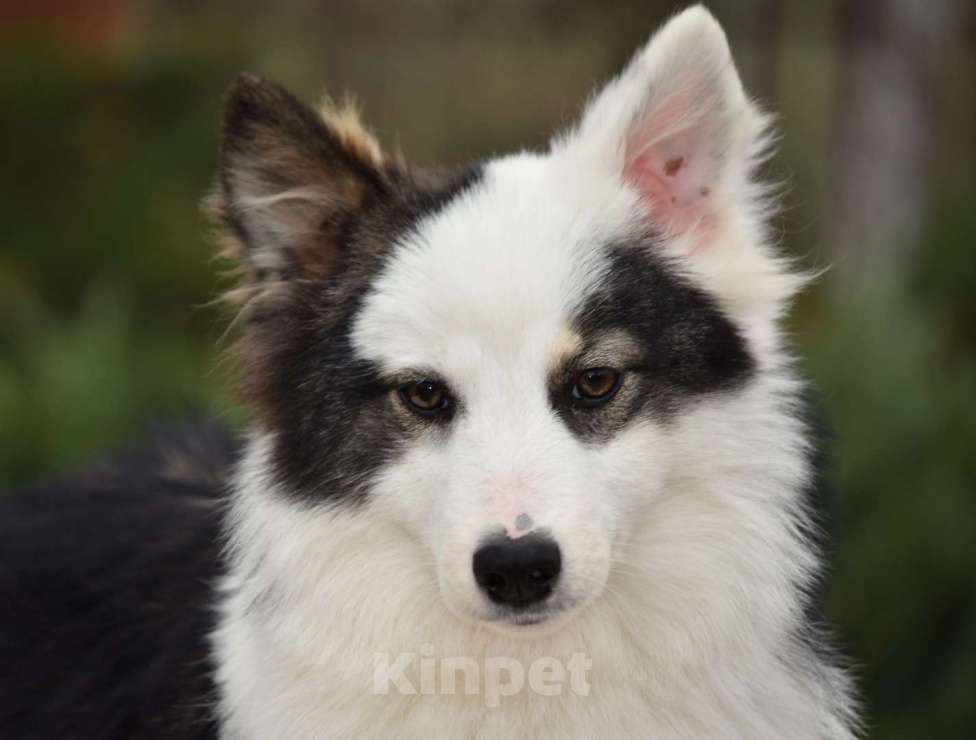 Собаки в Москве: Ненецкая оленегонная лайка. Сука Алекса. Девочка, 60 000 руб. - фото 2