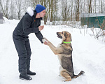 Собаки в Москве: Добрый и ласковый молодой пёс Джек в добрые руки Мальчик, 1 руб. - фото 2