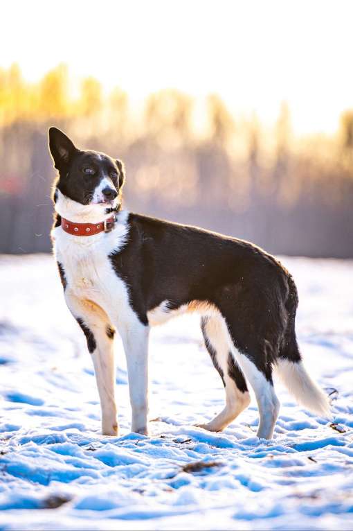 Собаки в Клине: Джоли — звёздная собачка Девочка, Бесплатно - фото 3