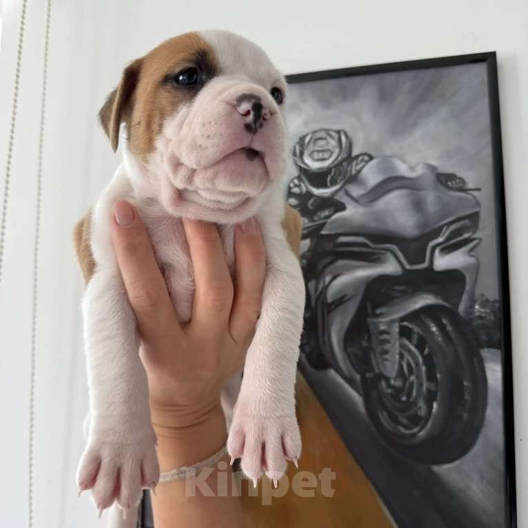 Собаки в других городах Московской области: Предлагается к продаже девочка Амстаффа Девочка, 50 000 руб. - фото 4