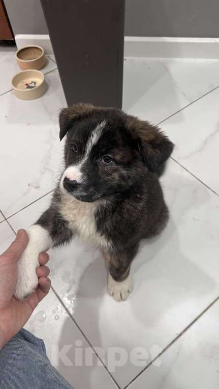 Собаки в других городах Московской области: Отдам в хорошие руки  Девочка, Бесплатно - фото 1