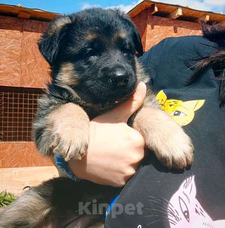 Собаки в Апрелевке: Щеночки немецкой овчарки Мальчик, 35 000 руб. - фото 2