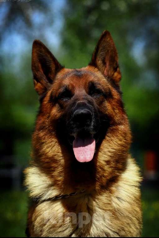 Собаки в Рубцовске: Кобель для плем работы  Мальчик, Бесплатно - фото 2