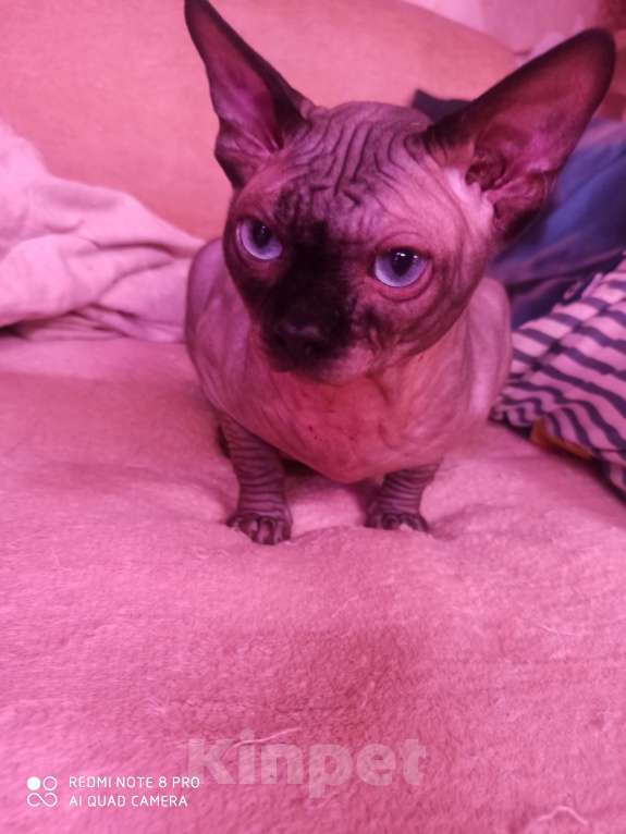 Кошки в Челябинске: Канадский сфинкс кот Мальчик, 40 000 руб. - фото 2