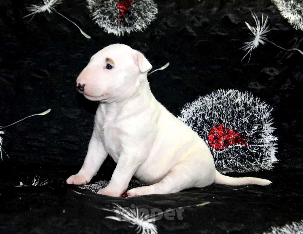 Собаки в Череповце: Предлагаем малышек стандартного бультерьера Мальчик, Бесплатно - фото 4