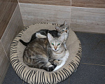 Кошки в Санкт-Петербурге: Кошечка и два ее котенка ищут дом или передержку Девочка, Бесплатно - фото 1