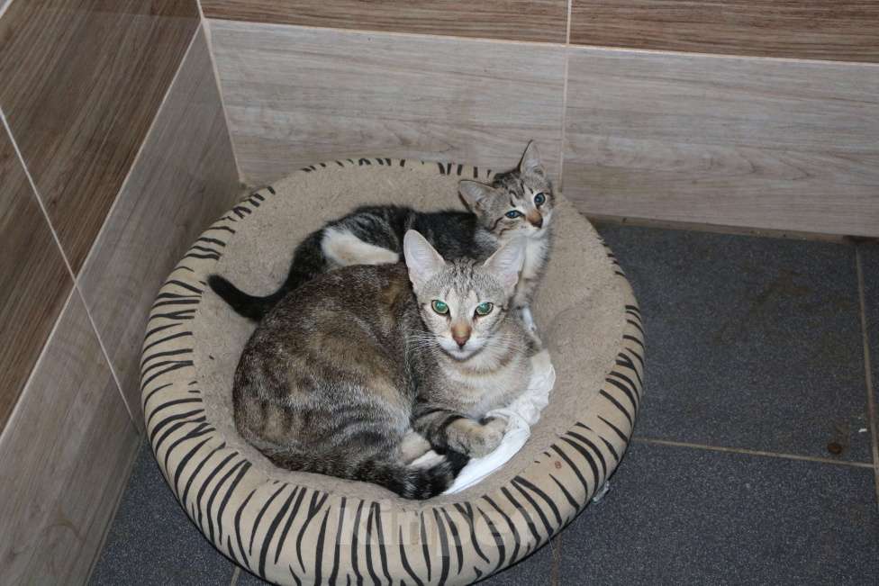 Кошки в Санкт-Петербурге: Кошечка и два ее котенка ищут дом или передержку Девочка, Бесплатно - фото 1