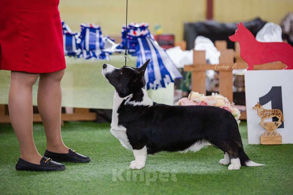 Собаки в Санкт-Петербурге: Племенной кобель Вельш корги кардиган Мальчик, Бесплатно - фото 4