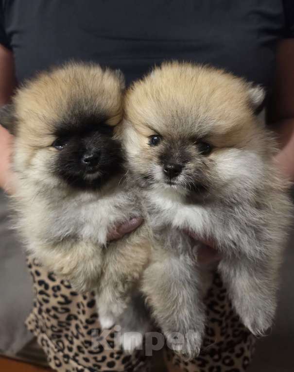 Собаки в Оренбурге: Щенок шпица Мальчик, 30 000 руб. - фото 3