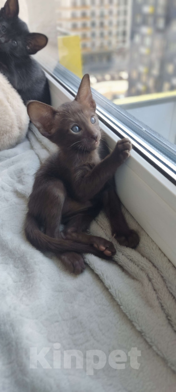 Кошки в Москве: Ориентальная девочка Девочка, 65 000 руб. - фото 5