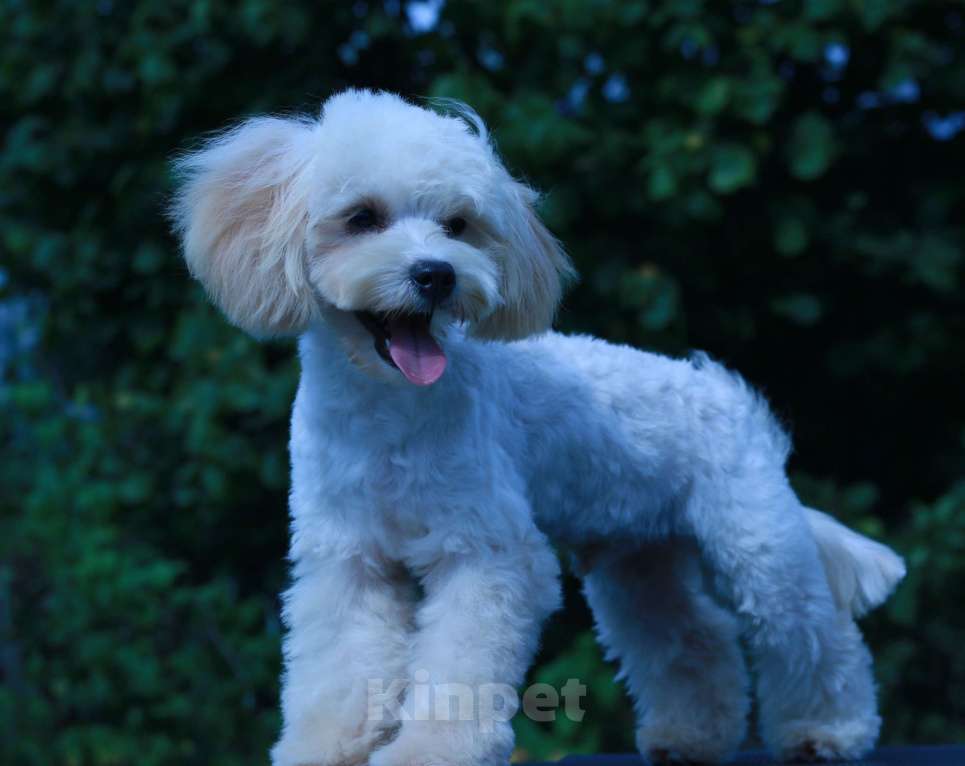 Собаки в Москве: мальтипу Ф1 щенки мини Мальчик, 70 000 руб. - фото 3