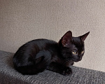 Кошки в Котельнике: Девочка чёрная  Девочка, Бесплатно - фото 2