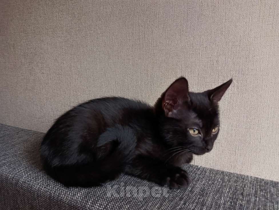 Кошки в Котельнике: Девочка чёрная  Девочка, Бесплатно - фото 2