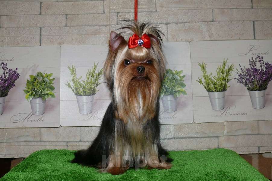 Собаки в Королеве: Девочка йорк, 9 мес. Девочка, 85 000 руб. - фото 5