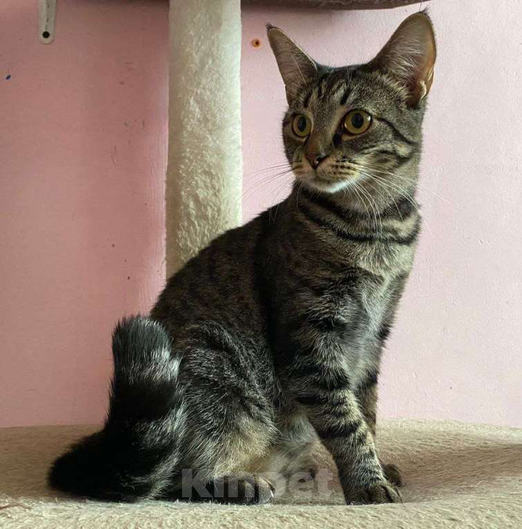 Кошки в Москве: По кошечке Алиске ни одного звоночка 💔 Девочка, Бесплатно - фото 3